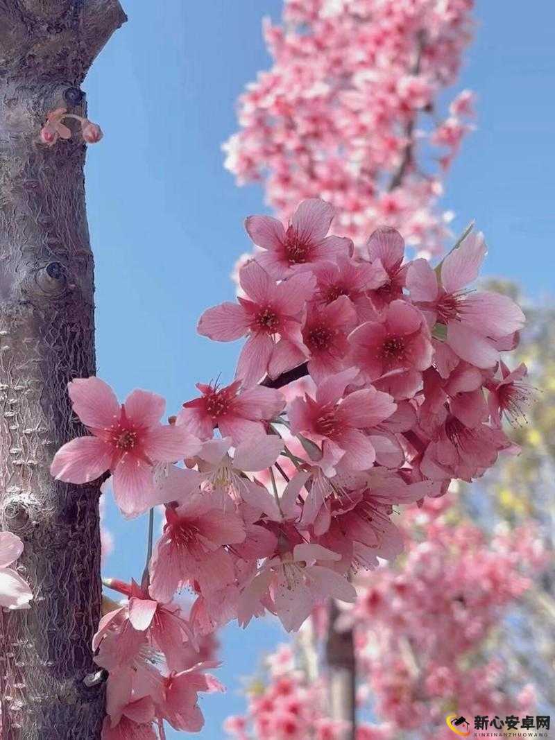 国色天香桃花朵朵开：探寻春天里桃花盛放的绝美画卷